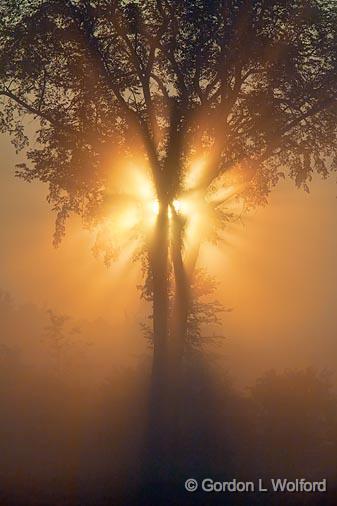 Tree In Foggy Sunrise_21209.jpg - Photographed near Smiths Falls, Ontario, Canada.